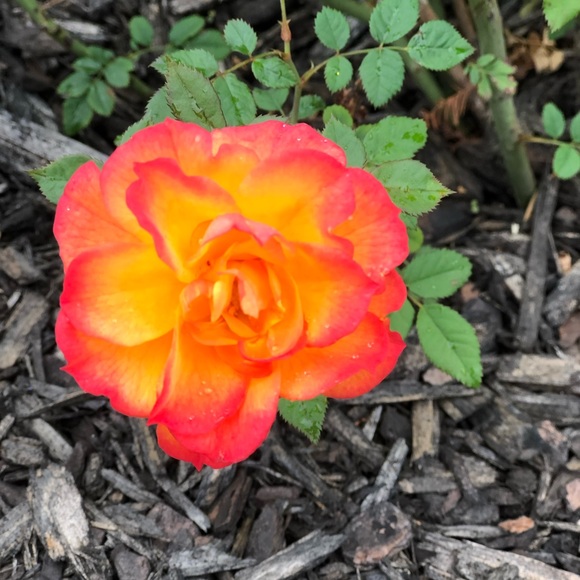 Meet your Posher, Laurie - Picture 1 of 1